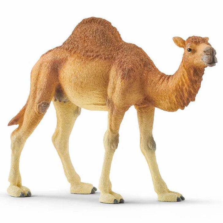 Schleich – Wild Life: Dromedar (14832)